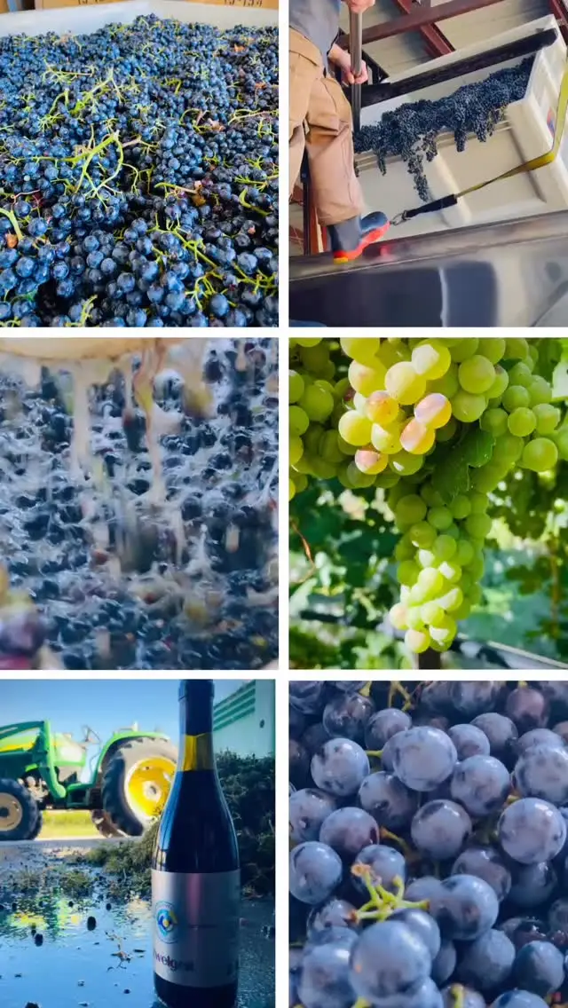 This wasn’t the harvest date we had circled.

The extreme heat pushed the reds hard and fast. So when the fruit told us it was ready, we picked it.

Now it’s straight through the destemmer and into the fermenters—skins, juice, seeds, and all the beautiful chaos that comes with making red wine.

No waiting for a calendar. Luckily milder weather is upon us.

The vineyard spoke and we had to capture its essence the best way we know how, eventually filling your glass to the brim with terroir.

🍇

📹 : @hop_cone_pine_cone
